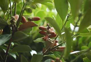 Foto, materieel, vrij, landschap, schilderstuk, bevoorraden foto,Lithocarpus edulis, Een eikel, , , Noot