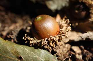 photo,material,free,landscape,picture,stock photo,Creative Commons,An oak, An acorn, An acorn, An acorn, 