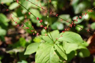 photo,material,free,landscape,picture,stock photo,Creative Commons,A Ms. toad, It goes down without looking, Ms. toad, polygonum filiforme, mascot