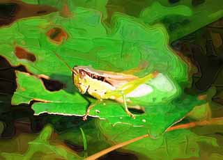 illustration,material,free,landscape,picture,painting,color pencil,crayon,drawing,A cod grasshopper, grasshopper, , , An insect