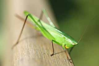 photo,material,free,landscape,picture,stock photo,Creative Commons,A southern rice katydid, grasshopper, grasshopper, , grasshopper