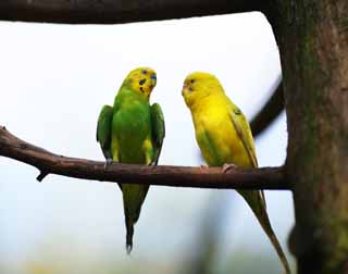 photo,material,free,landscape,picture,stock photo,Creative Commons,The conversation of the parakeet, parakeet, cough result parakeet, perch, friend
