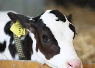 photo,material,free,landscape,picture,stock photo,Creative Commons,The eyes of the calf, Holstein, calf, cow, cow