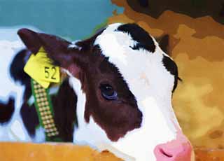 illust, material, livram, paisagem, quadro, pintura, lpis de cor, creiom, puxando,Os olhos do bezerro, Holstein, bezerro, vaca, 