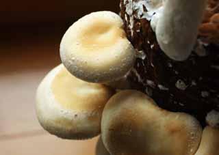 foto,tela,gratis,paisaje,fotografa,idea,Un shiitake, Hongo, , Kinoko, Shiitake