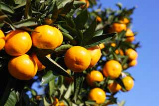 photo,material,free,landscape,picture,stock photo,Creative Commons,A mandarin orange, Fruit, Fruit, mandarin orange, kotatsu