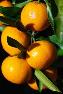 photo,material,free,landscape,picture,stock photo,Creative Commons,A mandarin orange, Fruit, Fruit, mandarin orange, kotatsu