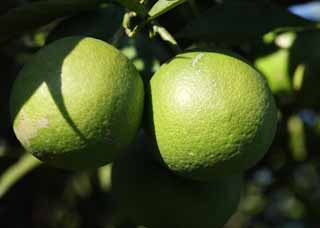 Foto, materieel, vrij, landschap, schilderstuk, bevoorraden foto,Een blauwe mandarijn oranje, Vrucht, , Mandarijn sinaasappel, Citrus vrucht systeem