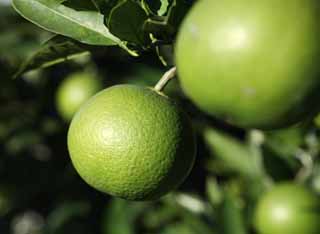 Foto, materieel, vrij, landschap, schilderstuk, bevoorraden foto,Een blauwe mandarijn oranje, Vrucht, , Mandarijn sinaasappel, Citrus vrucht systeem