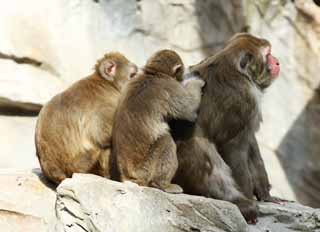 photo,material,free,landscape,picture,stock photo,Creative Commons,The grooming of the Japanese monkey, monkey, monkey, Japanese monkey, monkey