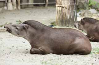 Foto, materiell, befreit, Landschaft, Bild, hat Foto auf Lager,Ein amerikanischer Tapir, Tapir, Traum, Ein Ohr, Schlfrigkeit