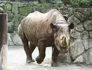 photo,material,free,landscape,picture,stock photo,Creative Commons,Higashi black rhinoceros, rhinoceros, , horn, rhinoceros
