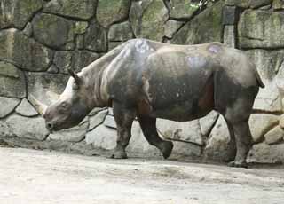 photo,material,free,landscape,picture,stock photo,Creative Commons,Higashi black rhinoceros, rhinoceros, , horn, rhinoceros