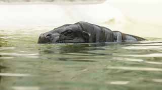 fotografia, materiale, libero il panorama, dipinga, fotografia di scorta,Un ippopotamo pigmeo, ippopotamo, Ippopotamo, , Nuotando