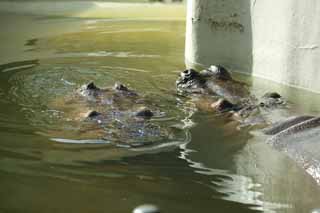 photo,material,free,landscape,picture,stock photo,Creative Commons,A hippopotamus, hippopotamus, Hippo, Amiability, grazing animal