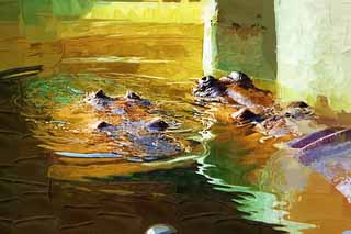illust,tela,gratis,paisaje,fotografa,idea,pintura,Lpiz de color,dibujo,Un hipoptamo, Hipoptamo, , Amabilidad, Animal de pasto