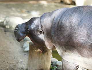 fotografia, materiale, libero il panorama, dipinga, fotografia di scorta,Un ippopotamo pigmeo, ippopotamo, Ippopotamo, , zanna