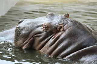 , , , , ,  .,hippopotamus, hippopotamus, Hippo, , grazing 