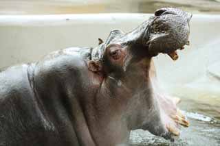 photo, la matire, libre, amnage, dcrivez, photo de la rserve,Un hippopotame, hippopotame, Hippopotame, Amabilit, paissant animal