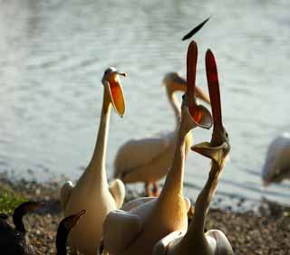 photo,material,free,landscape,picture,stock photo,Creative Commons,I catch bait, , pelican, bill, bag