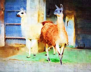 illustration,material,free,landscape,picture,painting,color pencil,crayon,drawing,A lama, , Lightness, , domestic animal