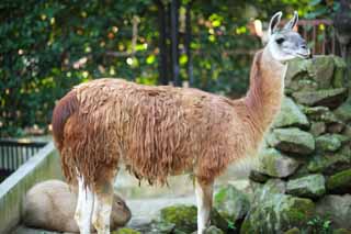 photo,material,free,landscape,picture,stock photo,Creative Commons,A lama, , Lightness, , domestic animal