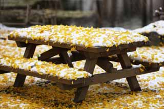 photo, la matire, libre, amnage, dcrivez, photo de la rserve,Le banc vif de neige et le ginkgo, Feuilles colores, ginkgo, Jaune, table