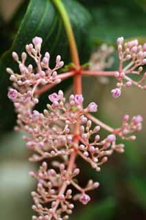 fotografia, materiale, libero il panorama, dipinga, fotografia di scorta,speciosa, Garofano, fiorellino, Infiorescenza, La zona tropicale