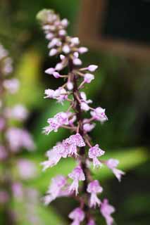 photo,material,free,landscape,picture,stock photo,Creative Commons,longifolia, Pink, An orchid, Inflorescence, The tropical zone