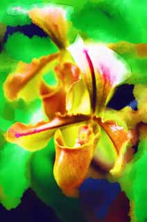 Illust, materieel, vrij, landschap, schilderstuk, schilderstuk, kleuren potlood, crayon, werkje,Paphiopedilum, Groene bloem, Een orchidee, Baal, 