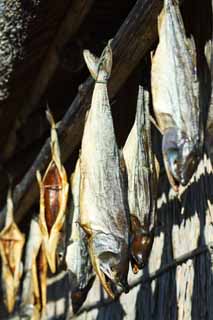 photo,material,free,landscape,picture,stock photo,Creative Commons,The cold airing of the salmon, salmon, salmon, salmon, Salmon Toba