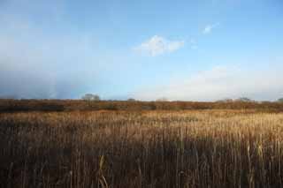 Foto, materiell, befreit, Landschaft, Bild, hat Foto auf Lager,Die klamme Ebene des Sees Uto Ney, Klammer Boden, klamme Ebene, Trocknen Sie Gras, blauer Himmel