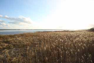 Foto, materieel, vrij, landschap, schilderstuk, bevoorraden foto,De vochtigheid vlakte van de Lake Uto Ney, Vochtigheid maalde, Vochtigheid vlakte, Maak gras droog, Blauwe lucht