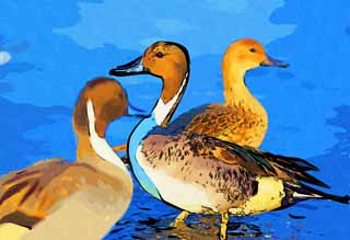 illust, , , , , ,  ,  , .,-tailed duck, duck, , waterfowl, 