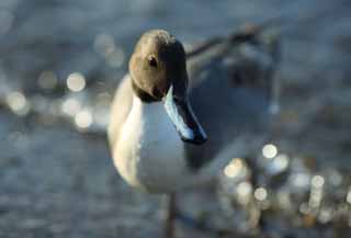 Foto, materieel, vrij, landschap, schilderstuk, bevoorraden foto,Een photogenic eende, Eende, , Waterfowl, Amiability