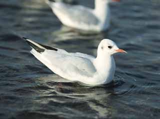 photo,material,free,landscape,picture,stock photo,Creative Commons,The oyster bird which shakes for a wave, gull, gull, gull, Amiability