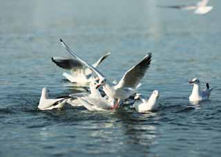 photo,material,free,landscape,picture,stock photo,Creative Commons,A lively oyster bird, gull, gull, gull, Amiability