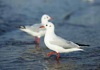 photo,material,free,landscape,picture,stock photo,Creative Commons,An oyster bird, gull, , , Amiability