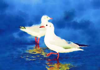 illustration,material,free,landscape,picture,painting,color pencil,crayon,drawing,An oyster bird, gull, , , Amiability
