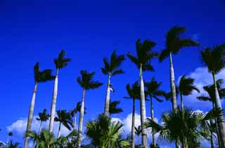 Foto, materiell, befreit, Landschaft, Bild, hat Foto auf Lager,Handflchenbume gegen den blauen Himmel, Wolke, Hain, , 