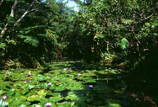 Foto, materiell, befreit, Landschaft, Bild, hat Foto auf Lager,Expedition in einen Dschungel, Seerose, grn, Teich, 