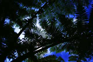 photo,material,free,landscape,picture,stock photo,Creative Commons,Fern, blue sky, and cloud, leave, branch, sunlight coming through leaves, 