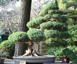 Foto, materiell, befreit, Landschaft, Bild, hat Foto auf Lager,Ein koreanischer Bonsai, Bonsai, Gartenpflanze, Gartenarbeit, Art