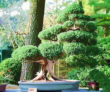 illust, materiell, befreit, Landschaft, Bild, Gemlde, Farbbleistift, Wachsmalstift, Zeichnung,,Ein koreanischer Bonsai, Bonsai, Gartenpflanze, Gartenarbeit, Art