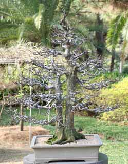 Foto, materiell, befreit, Landschaft, Bild, hat Foto auf Lager,Ein koreanischer Bonsai, Bonsai, Gartenpflanze, Gartenarbeit, Art