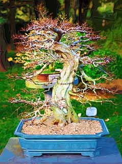 illust, , , , , ,  ,  , ., bonsai, bonsai,  , Gardening, 