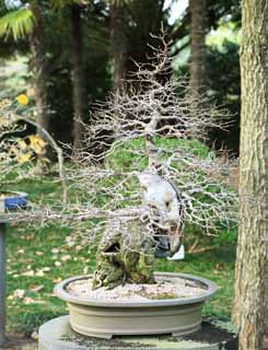 photo, la matire, libre, amnage, dcrivez, photo de la rserve,Un bonsai coren, bonsai, plante de jardin, Jardiner, Art