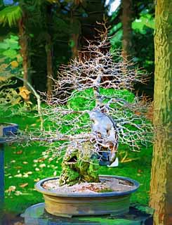 illust, , , , , ,  ,  , ., bonsai, bonsai,  , Gardening, 