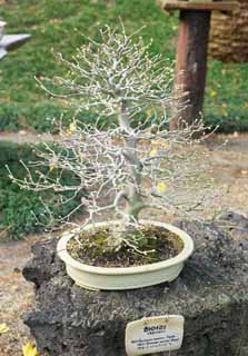 ,,, ,,,bonsai ., bonsai.,  ., ., .