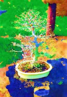 illust, matire, libre, paysage, image, le tableau, crayon de la couleur, colorie, en tirant,Un bonsai coren, bonsai, plante de jardin, Jardiner, Art